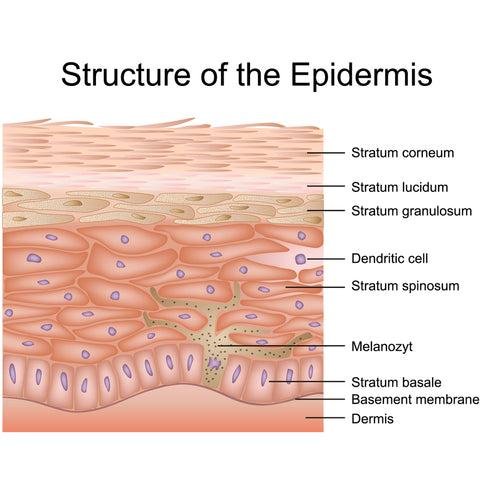 Diagram of the skin barrier structure showing outer layer and lipid matrix