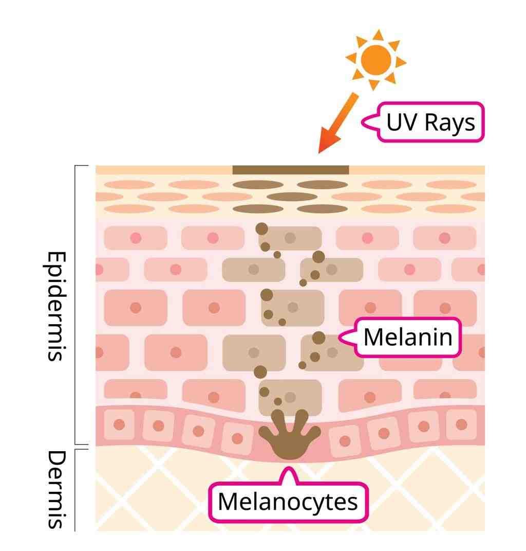 Diagram showing how melanin protects skin from UV rays
